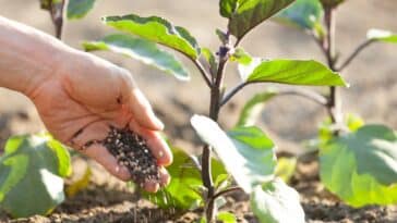 Améliorez le goût de vos légumes avec ces 9 recettes d'engrais maison : astuces incontournables pour un jardin généreux et savoureux