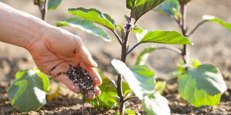 Améliorez le goût de vos légumes avec ces 9 recettes d'engrais maison : astuces incontournables pour un jardin généreux et savoureux