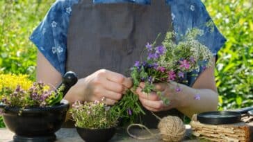 5 plantes médicinales à cultiver chez soi cette année : découvrez les meilleures