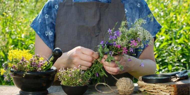 5 plantes médicinales à cultiver chez soi cette année : découvrez les meilleures