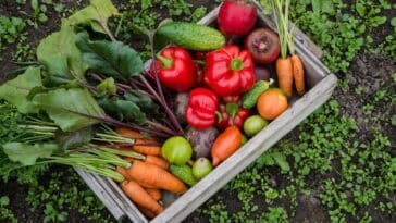 Cultivez la durabilité : 7 légumes perpétuels pour un potager qui dure, nos astuces jardinage