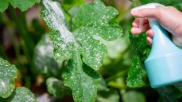 Comment se débarrasser de l'oïdium naturellement ?