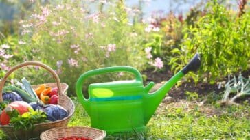 Cinq étapes incontournables pour lancer votre potager en permaculture et le faire prospérer
