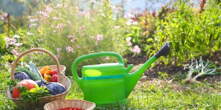 Cinq étapes incontournables pour lancer votre potager en permaculture et le faire prospérer