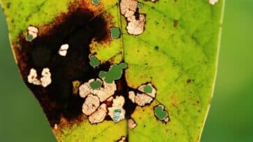 Luttez contre le noircissement des pointes de vos feuilles : découvrez les causes et nos astuces jardin pour y remédier