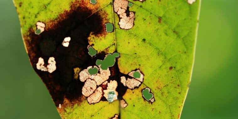 Luttez contre le noircissement des pointes de vos feuilles : découvrez les causes et nos astuces jardin pour y remédier