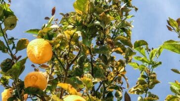 Des feuilles jaunes sur votre citronnier ? Découvrez nos astuces pour redonner vigueur à votre jardin