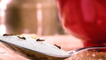 Comment se débarrasser des fourmis à l’intérieur et à l’extérieur de la maison ?