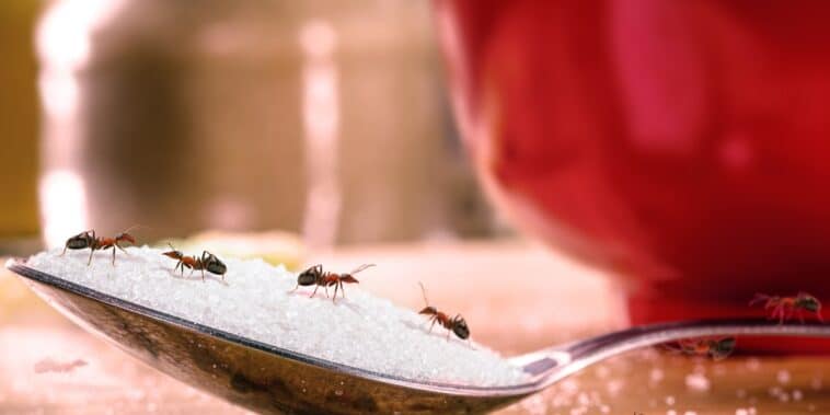 Comment se débarrasser des fourmis à l’intérieur et à l’extérieur de la maison ?