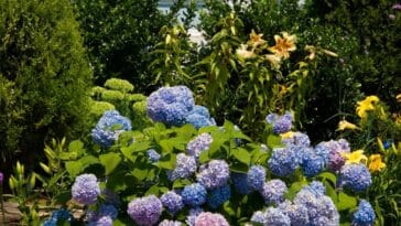 L'astuce infaillible pour sauver les hortensias de la chaleur : découvrez la méthode qui marche