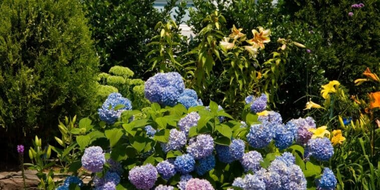 L'astuce infaillible pour sauver les hortensias de la chaleur : découvrez la méthode qui marche