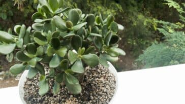 Conseils de jardinage : comment protéger votre arbre de jade des températures estivales élevées