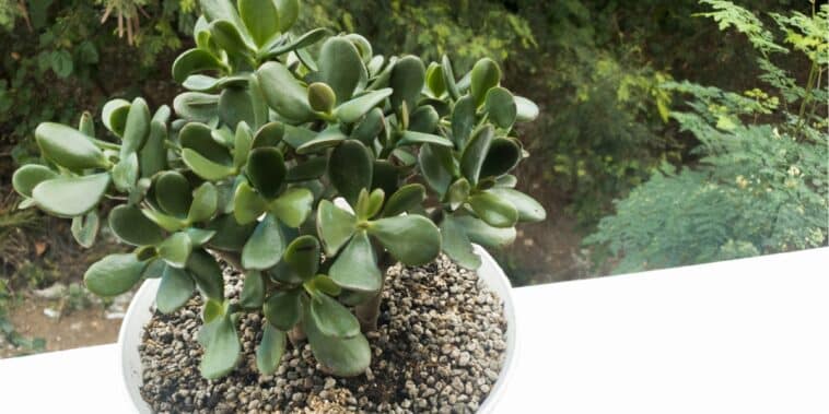 Conseils de jardinage : comment protéger votre arbre de jade des températures estivales élevées