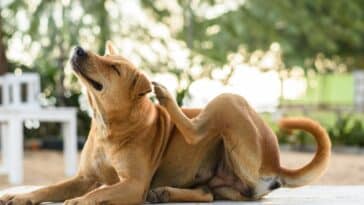 Protégez votre chien des épillets : conseils pour un été sans souci