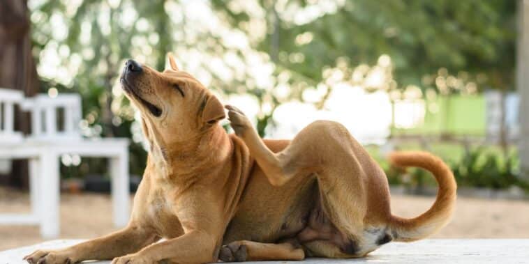 Protégez votre chien des épillets : conseils pour un été sans souci
