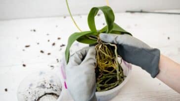 Découvrez la technique infaillible pour reproduire des orchidées à partir de branches sèches et embellissez votre jardin !