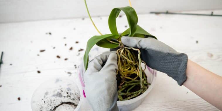 Découvrez la technique infaillible pour reproduire des orchidées à partir de branches sèches et embellissez votre jardin !