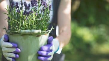 Cultivez la lavande comme un pro : astuces d'arrosage et pièges à éviter selon nos experts jardiniers