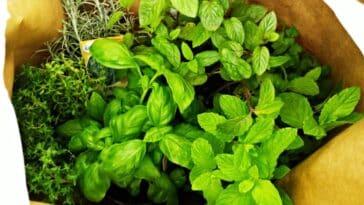 Comment prendre soin des plantes et herbes aromatiques achetées au supermarché ?