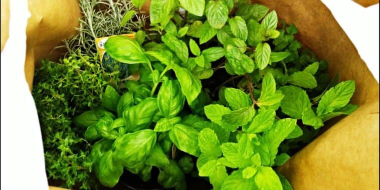 Comment prendre soin des plantes et herbes aromatiques achetées au supermarché ?