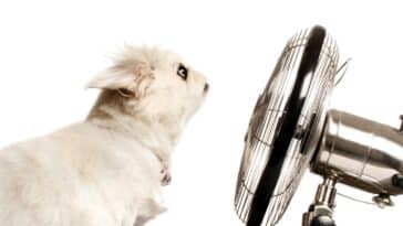 Comment rafraîchir votre chien pendant la canicule avec des astuces simples à réaliser à la maison ?