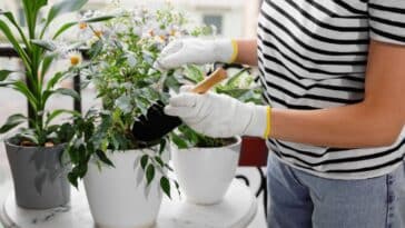 Comment soigner un ficus benjamina qui perd ses feuilles ?