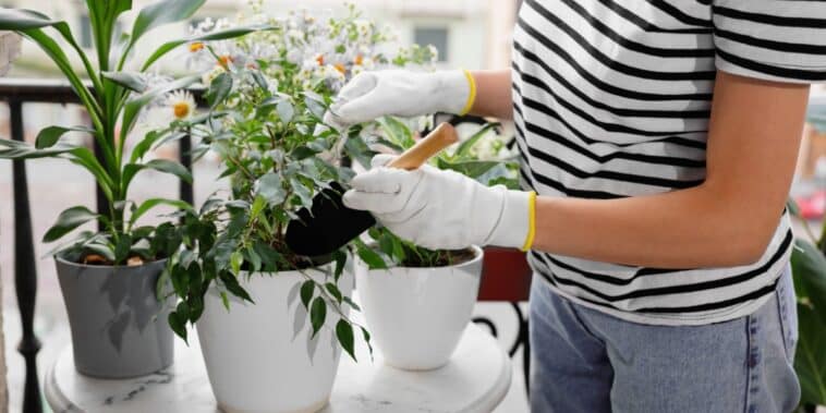Comment soigner un ficus benjamina qui perd ses feuilles ?