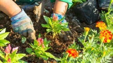 Découvrez les 8 fleurs d'été résistantes à la sécheresse pour un jardin épanoui sans souci !