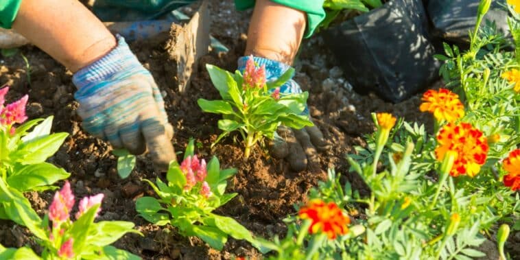 Découvrez les 8 fleurs d'été résistantes à la sécheresse pour un jardin épanoui sans souci !