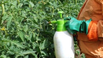 Engrais naturel pour tomates : les recettes transmises de génération en génération