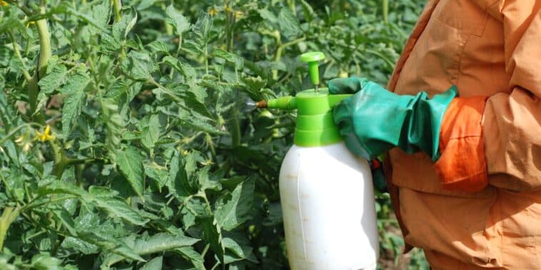 Engrais naturel pour tomates : les recettes transmises de génération en génération