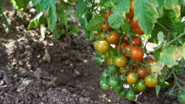 Comment traiter efficacement le jaunissement des feuilles de tomates dans votre jardin : astuces et méthodes éprouvées