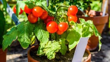 5 conseils efficaces pour protéger les tomates du soleil !