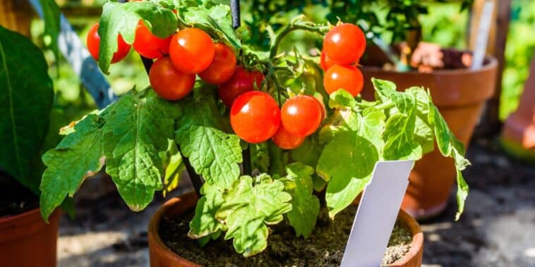 5 conseils efficaces pour protéger les tomates du soleil !