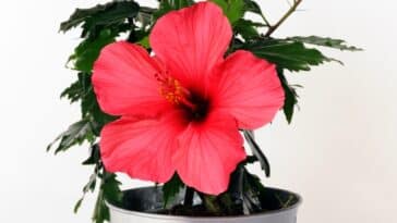 Découvrez quand et comment bouturer l'hibiscus des marais avec nos astuces faciles !