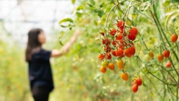 Cultiver des tomates en plein été : 3 astuces simples pour un jardin fleurissant en août