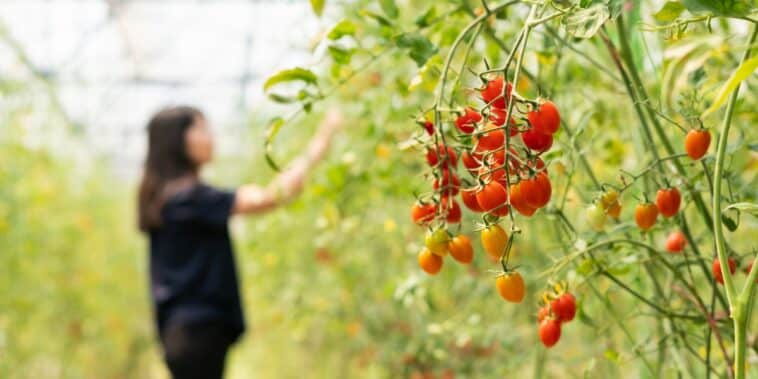 Cultiver des tomates en plein été : 3 astuces simples pour un jardin fleurissant en août
