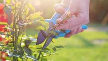 Astuces de jardinage : entretenir vos rosiers couvre-sol et choisir les meilleures variétés