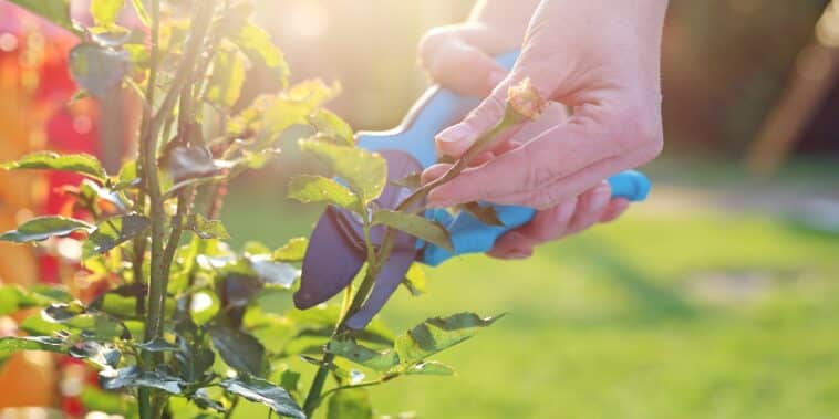 Astuces de jardinage : entretenir vos rosiers couvre-sol et choisir les meilleures variétés