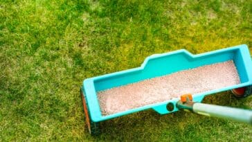 Quel engrais pour la pelouse en été ? Quand et comment l’appliquer pour un gazon bien vert dans les chaleurs ?