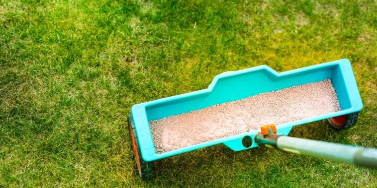 Quel engrais pour la pelouse en été ? Quand et comment l’appliquer pour un gazon bien vert dans les chaleurs ?
