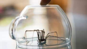 Comment fabriquer des pièges à oreilles d'araignées : astuces simples pour une maison sans nuisibles