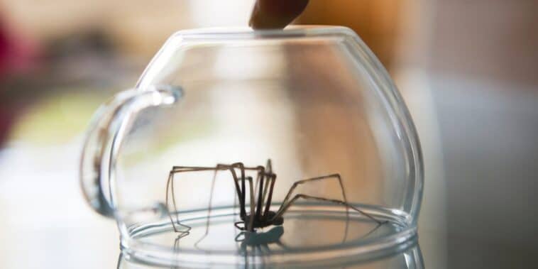 Comment fabriquer des pièges à oreilles d'araignées : astuces simples pour une maison sans nuisibles