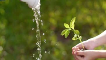 Astuces de jardinage : maîtriser l'art d'économiser l'eau tout en ayant un jardin florissant