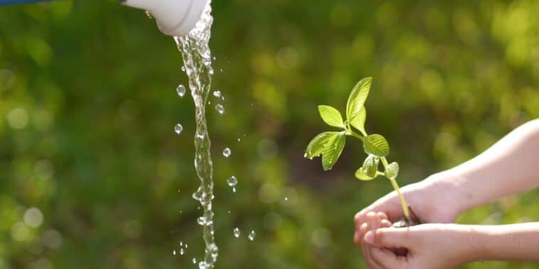 Astuces de jardinage : maîtriser l'art d'économiser l'eau tout en ayant un jardin florissant