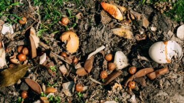 Découvrez 3 bonnes raisons d'adopter le compostage !