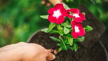 Transformez votre jardin avec ces astuces pour cultiver des roses luxuriantes et spectaculaires
