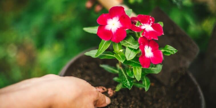 Transformez votre jardin avec ces astuces pour cultiver des roses luxuriantes et spectaculaires