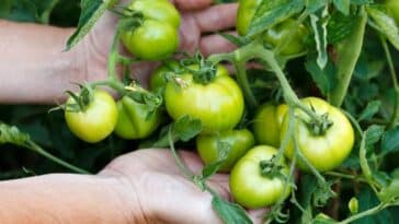 Pourquoi vos tomates ne mûrissent-elles pas ? Découvrez 4 raisons et nos astuces pour un jardin florissant