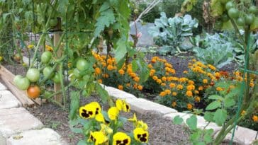 Créez un jardin de campagne sans peine : astuces incontournables pour un espace vert avec minimal entretien